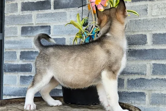 Ცისფერთვალება ცისფერთვალება ცისფერთვალება ჰასკის ლეკვები იყიდება. Tbilisi