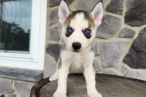 Ცისფერთვალება ცისფერთვალება ცისფერთვალება ჰასკის ლეკვები იყიდება. Tbilisi