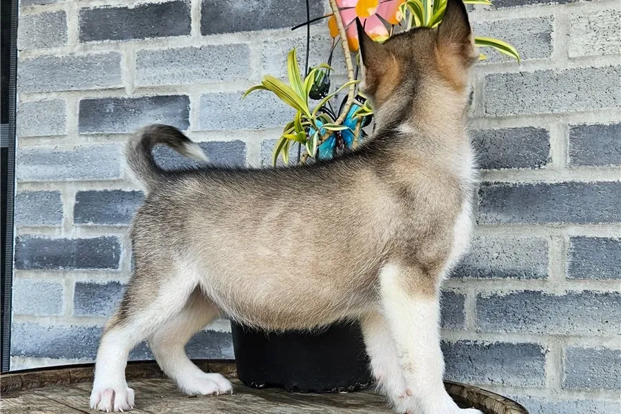 Ცისფერთვალება ცისფერთვალება ცისფერთვალება ჰასკის ლეკვები იყიდება. Tbilisi - photo 3