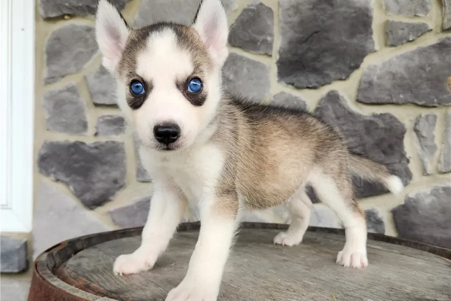 Ცისფერთვალება ცისფერთვალება ცისფერთვალება ჰასკის ლეკვები იყიდება. Tbilisi - photo 1