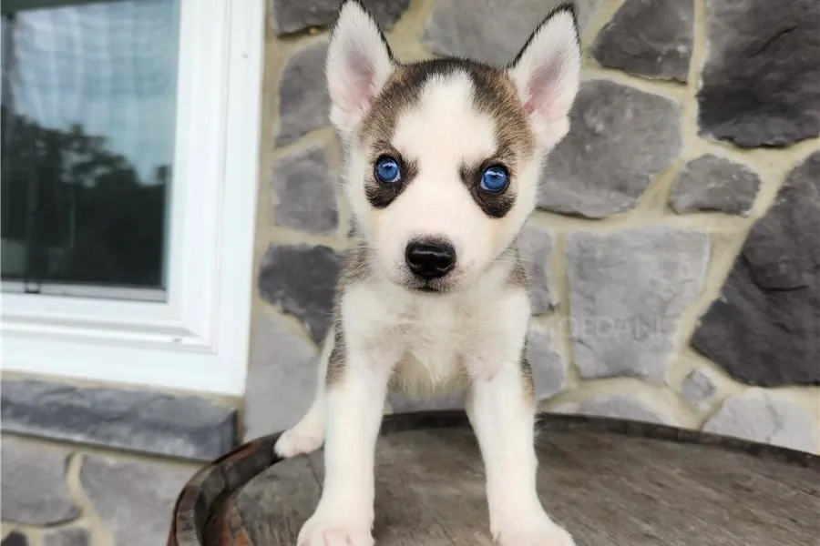 Ცისფერთვალება ცისფერთვალება ცისფერთვალება ჰასკის ლეკვები იყიდება. Tbilisi - photo 2