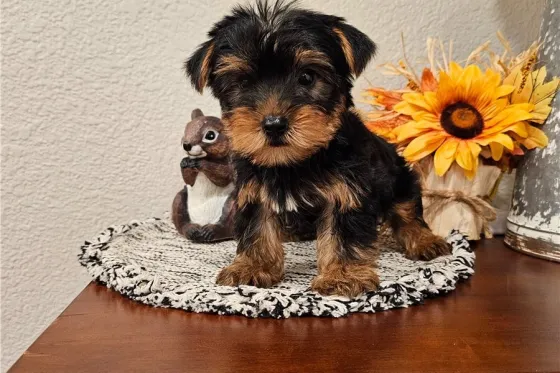 Იყიდება ცელქი იორკშირული ლეკვები. Tbilisi