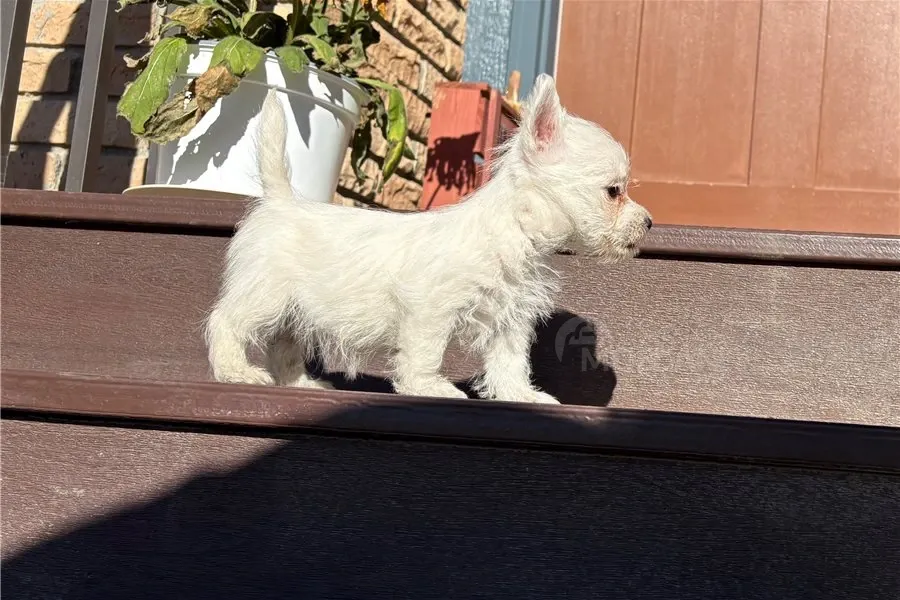 Ვესტ ჰაილენდ უაით ტერიერის ლეკვები ადიოპციისთვის. Tbilisi - photo 1