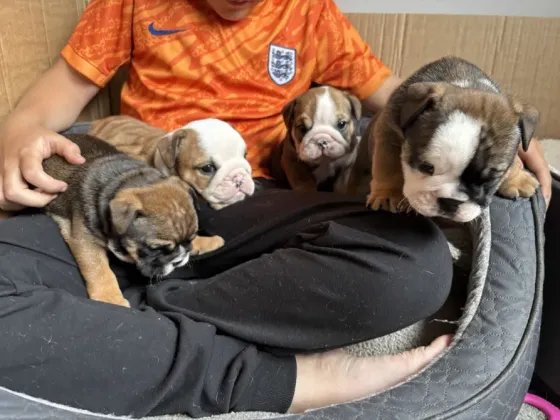 Beautiful English Bulldogs Tbilisi
