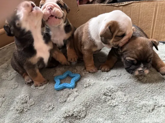 Beautiful English Bulldogs Tbilisi