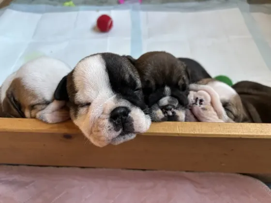 Beautiful English Bulldogs Tbilisi
