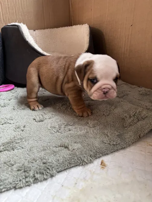 Beautiful English Bulldogs Tbilisi - photo 4