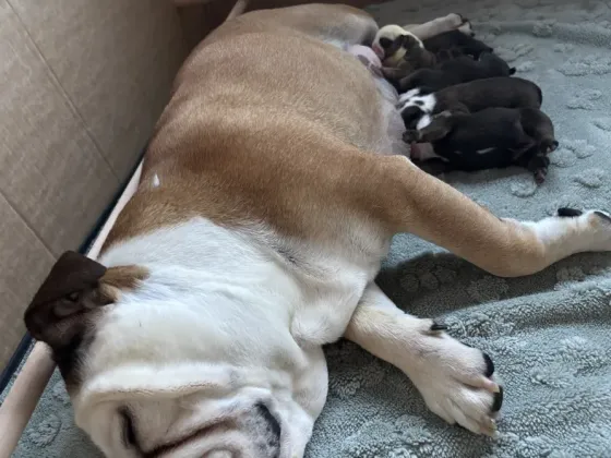 Our handsome British bulldog Tbilisi