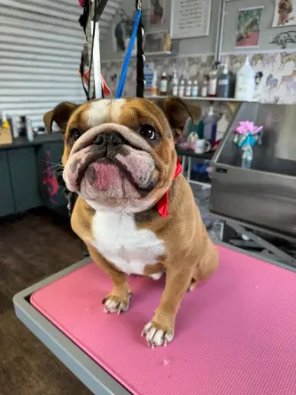 Our handsome British bulldog Tbilisi