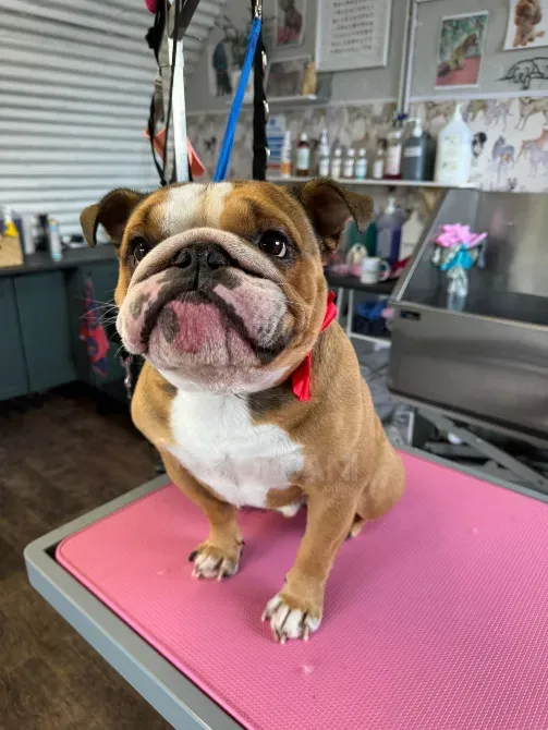 ჩვენი სიმპათიური ბრიტანული ბულდოგი თბილისი - photo 1