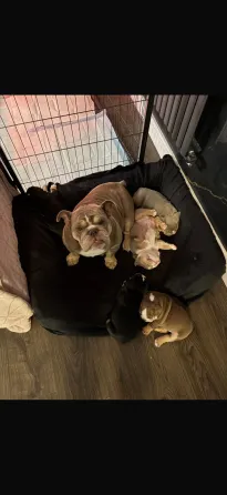 Stunning English Bulldog puppies available—rare and beautiful colors with classic bulldog charm. Chu Tbilisi