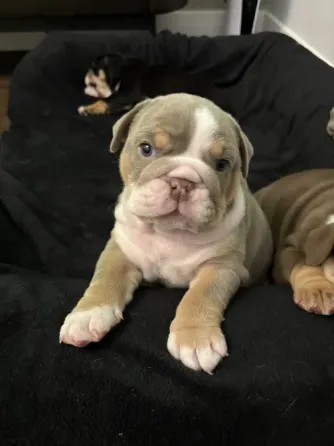 Stunning English Bulldog puppies available—rare and beautiful colors with classic bulldog charm. Chu Tbilisi