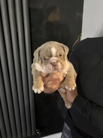 Stunning English Bulldog puppies available—rare and beautiful colors with classic bulldog charm. Chu Tbilisi