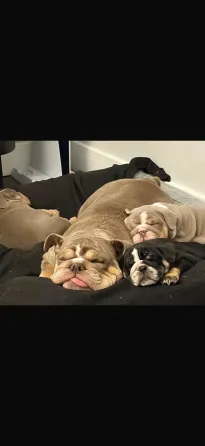 Stunning English Bulldog puppies available—rare and beautiful colors with classic bulldog charm. Chu Tbilisi
