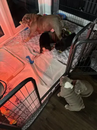 Stunning English Bulldogs For Sale Tbilisi