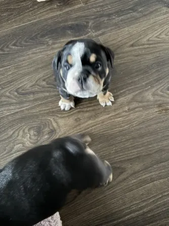 Stunning English Bulldogs For Sale Tbilisi