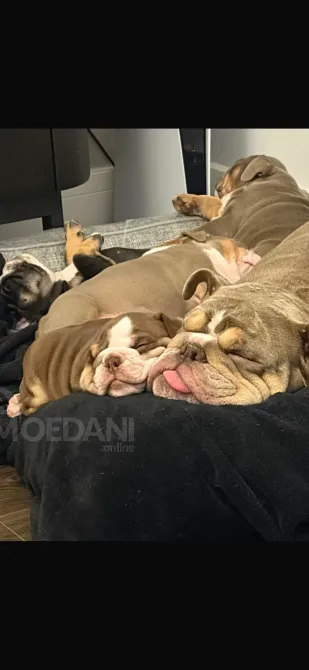 Stunning English Bulldogs For Sale Tbilisi - photo 2