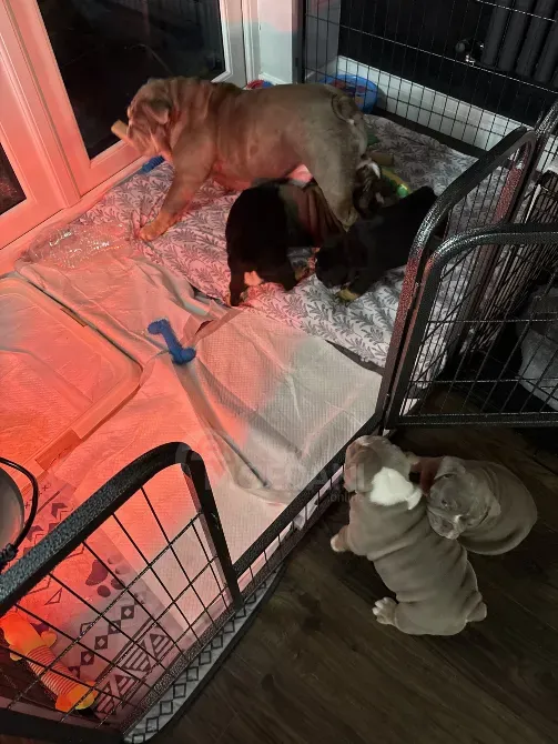 Stunning English Bulldogs For Sale Tbilisi - photo 3