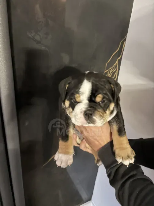 Stunning English Bulldogs For Sale Tbilisi - photo 5