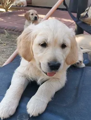 Golden Retriever puppies are ready. Tbilisi