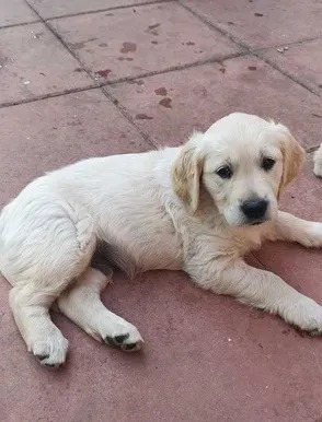 Golden Retriever puppies are ready. Tbilisi