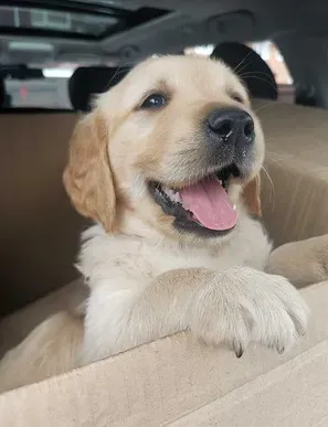 Golden Retriever puppies are ready. Tbilisi