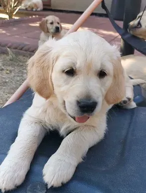 Щенки золотистого ретривера готовы. Тбилиси - изображение 3