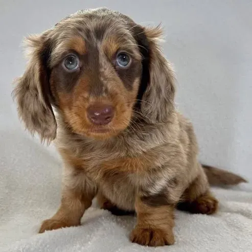 Healthy Dachshund puppies for new homes Tbilisi