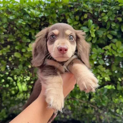 Healthy Dachshund puppies for new homes Tbilisi