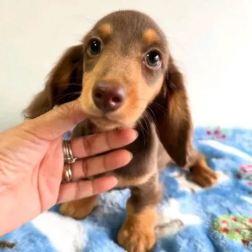Healthy Dachshund puppies for new homes Tbilisi