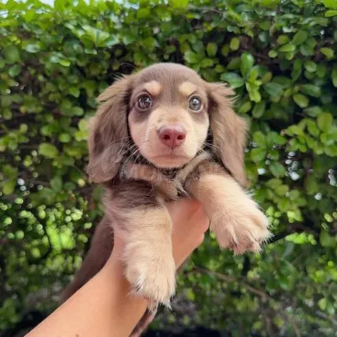 Здоровые щенки таксы для новых домов Тбилиси - изображение 3