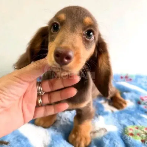 Здоровые щенки таксы для новых домов Тбилиси - изображение 1