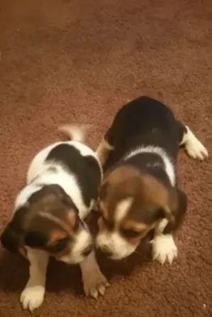 Happy and healthy Beagle puppies for sale - friendly, curious, and full of love! Tbilisi