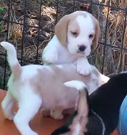 Happy and healthy Beagle puppies for sale - friendly, curious, and full of love! Tbilisi