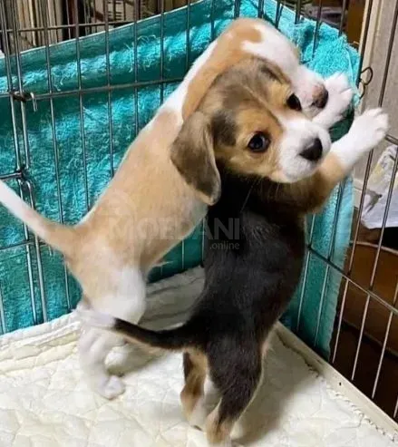 Happy and healthy Beagle puppies for sale - friendly, curious, and full of love! Tbilisi - photo 1