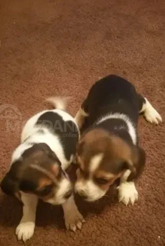 Happy and healthy Beagle puppies for sale - friendly, curious, and full of love! Tbilisi - photo 2