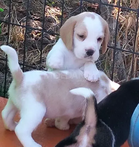 Happy and healthy Beagle puppies for sale - friendly, curious, and full of love! Tbilisi - photo 3