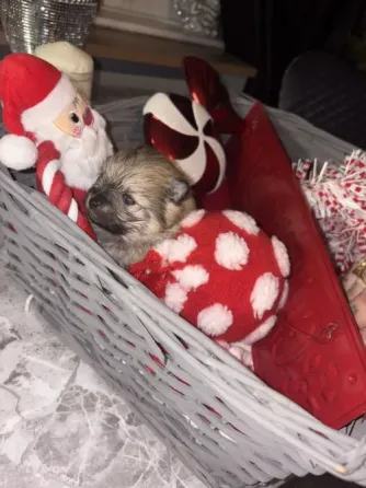 Adorable pomeranians for a caring house Batumi