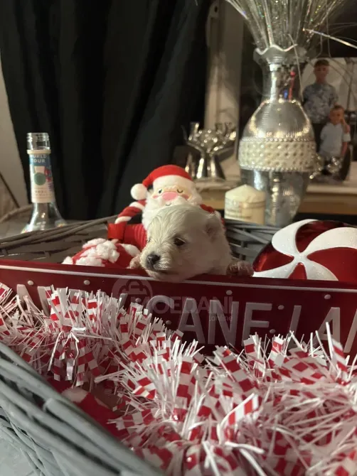 Adorable pomeranians for a caring house Batumi - photo 1