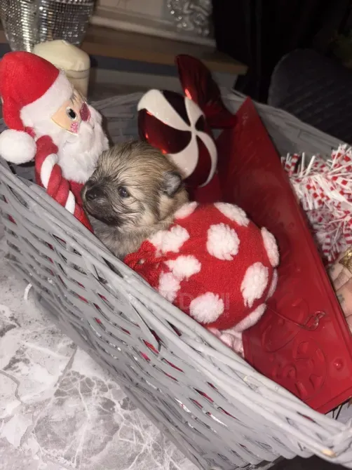 Adorable pomeranians for a caring house Batumi - photo 2