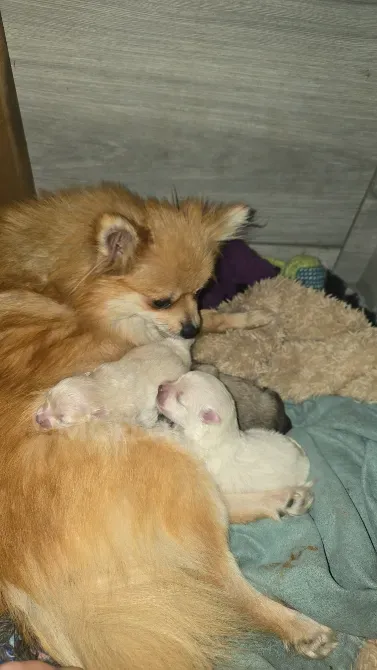 Adorable pomeranians for a caring house Batumi - photo 3