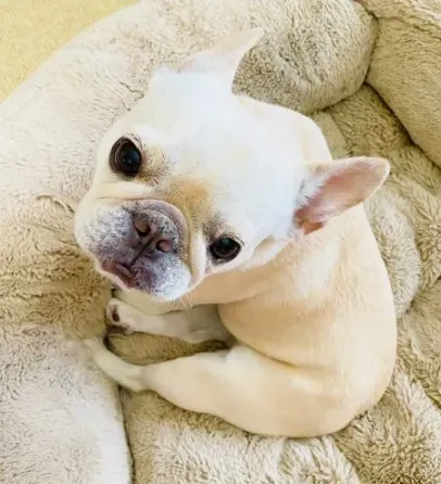 French Bulldog male puppy available Tbilisi