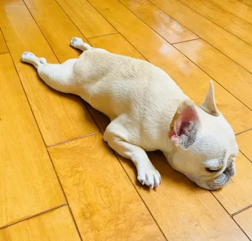 French Bulldog male puppy available Tbilisi