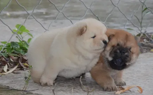 Adorable Chow Chow puppies are ready and looking for a new, forever home Tbilisi