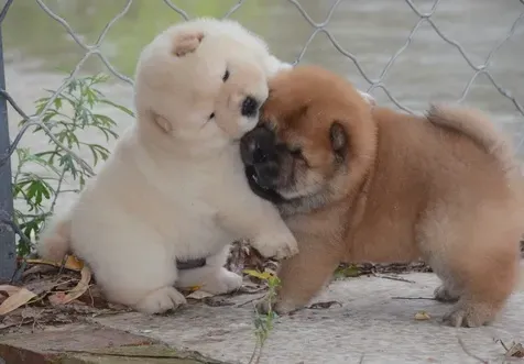 Adorable Chow Chow puppies are ready and looking for a new, forever home Tbilisi