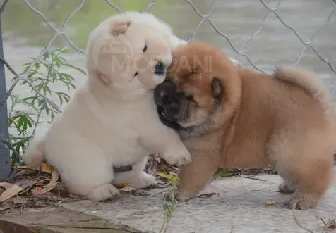 Adorable Chow Chow puppies are ready and looking for a new, forever home Tbilisi - photo 3
