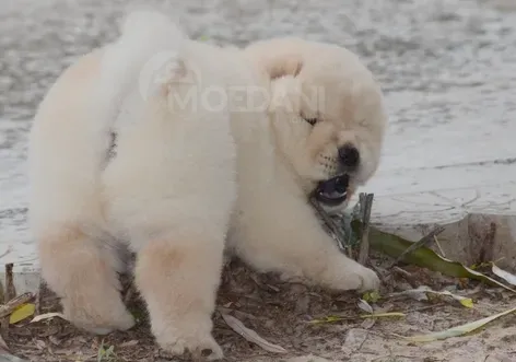 Adorable Chow Chow puppies are ready and looking for a new, forever home Tbilisi - photo 2