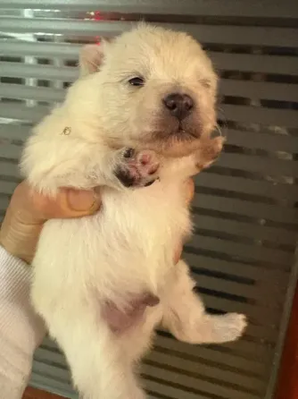 Cute fluff ball poms . Batumi