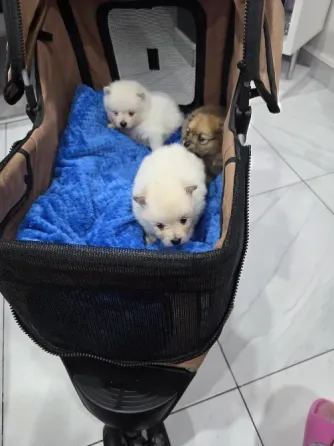 Cute fluff ball poms . Batumi