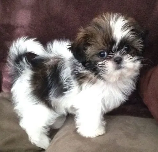 Meet the adorable Shih Tzu puppies looking for homes Tbilisi